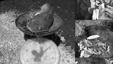 Photo of 釣到地獄鯰魚 剖開驚見人骨指甲