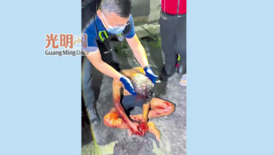 Photo of 警查網傳被砍短片 證實外勞醉酒跌傷頭
