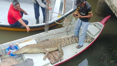 Photo of 鱷魚誤闖釣魚區 遭漁網纏死