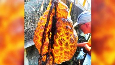 Photo of 荷蘭驚現橘色“外星蛋囊” 竟是美國常見生物