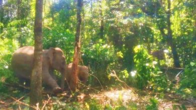 Photo of 破壞農作物干擾居民 丹野生動物局捕5野象