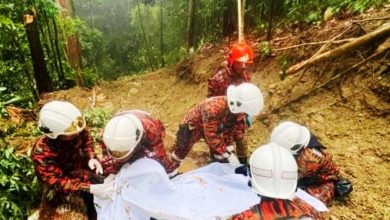 Photo of 印尼籍伐木工遭樹桐壓倒 頭部重創當場死