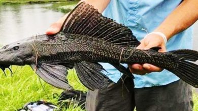 Photo of 生於髒河常吃垃圾 琵琶魚細菌多 專家：別吃