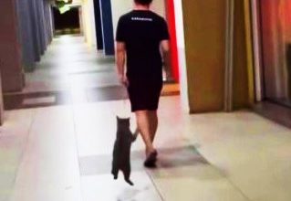 Photo of Scott Garden公寓虐猫案 涉案男子已被捕