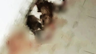 Photo of 拉曼理工3猫遭残杀 警接投报调查中