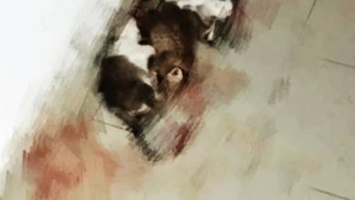 Photo of 利器穿頭 3小貓遭殘殺 拉曼理工學生吁校方嚴查