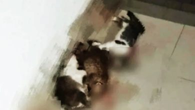Photo of 小猫遭残杀 拉曼理工允配合调查