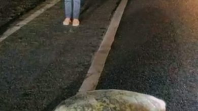 Photo of 海龜迷路爬上馬路 漁業局回應了