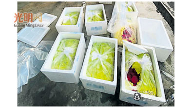 Photo of 沒進口准證 檢疫局攔下 150公斤泰水翁被充公
