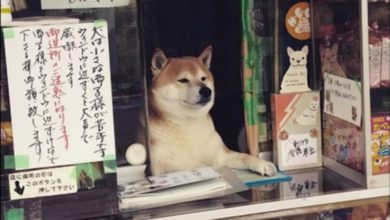 Photo of 柴犬看店 用黄瓜赚大钱