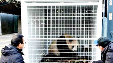 Photo of 2熊猫离华 赴澳旅居10年