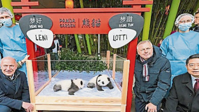 Photo of 德第2对熊猫双胞胎 命名“梦好”“梦甜”