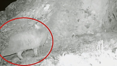 Photo of 一級保護動物 九寨溝首次發現荒漠貓
