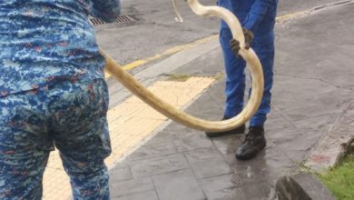 Photo of 雨天惊现 14呎白蛇