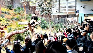 Photo of 中赠港熊猫与公众见面