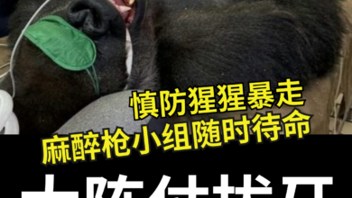 Photo of 麻醉枪小组随时待命  猩猩拔牙大阵仗