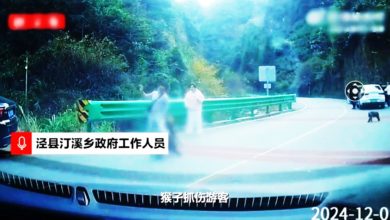Photo of 女游客下车拍照 遭猴子咬伤