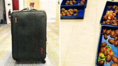 Photo of 过境狮城机场行李藏印度星龟 印度男子被判监16个月
