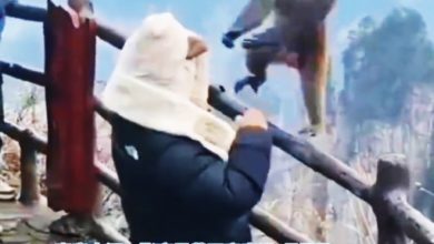 Photo of 【视频】张家界人猴互殴 拳击男压倒性胜利