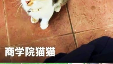 Photo of 马大现两起残忍虐猫事件 四肢尾巴被切开膛剖肚