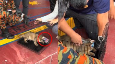 Photo of 头卡猫粮罐 消防员暖心救猫