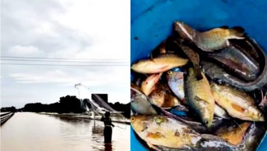 Photo of 年终大水灾〡河水泛滥现“临时鱼池” 居民竟在大道捕鱼