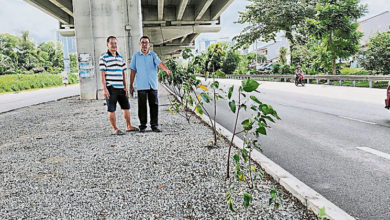 Photo of 高架桥下光秃秃  余保凭促隆市局绿化社区