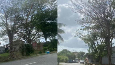 Photo of 路边大树遭人投毒枯萎 居民忧枯枝掉落藏安全隐患