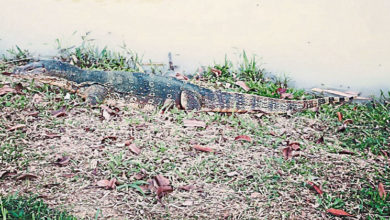 Photo of 池塘边晒太阳 马口公园有大四脚蛇