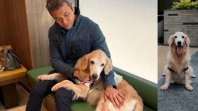 Photo of 爱犬突发癫痫患脑瘤   饲主停工花19万带出国治疗