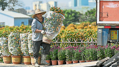 Photo of 年桔销售红火