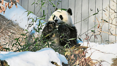 Photo of 旅美2熊猫“宝力”“青宝” 本月底与公众见面
