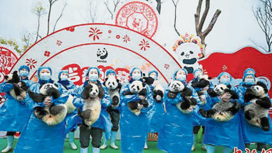 Photo of 中25熊猫仔亮相 齐向全球拜早年
