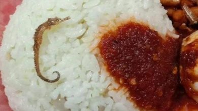 Photo of 男子吃到“独角兽”椰浆饭 网民: 他竟敢伪装江鱼仔?