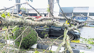 Photo of 永安园路段 树倒压车3人轻伤