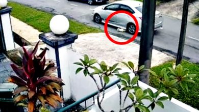 Photo of 狗被车撞倒辗毙 爱护动物组织集体报案