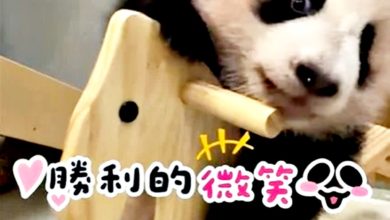 Photo of 骑木马手口并用 港熊猫龙凤胎超萌