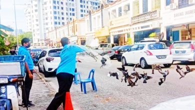 Photo of 槟市厅数热点投餵撒网 捕32鸽毁10鸦巢