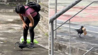 Photo of 男女与乌鸦 抢钱大作战