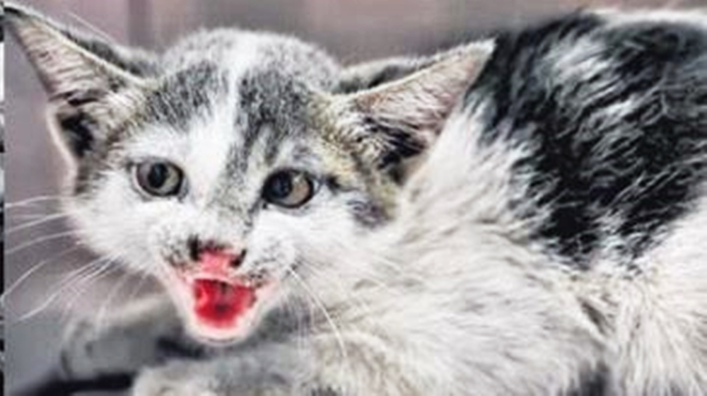 猫咪出来后一直颤抖并不断在叫