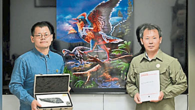 Photo of 福建发现1.5亿年化石 鸟类起源推前2千万年