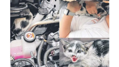 Photo of 小猫被困车引擎  抬车拆盖救猫命