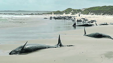 Photo of 157伪虎鲸搁浅澳海滩