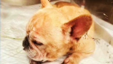 Photo of 灌法斗犬喝农药 “爱狗男”坐沙发看狗狗痛苦挣扎