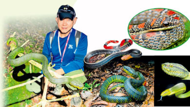 Photo of 蛇是生态保育标竿 郭岪凭：善待蛇类