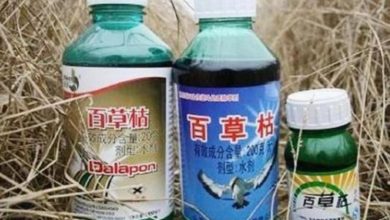 Photo of 情人送百草枯内裤 算命师穿上中毒亡