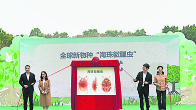 Photo of 粤发现新物种“海珠微瓢虫”