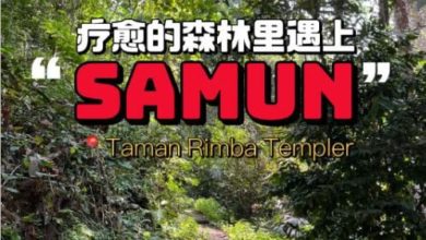 Photo of 公园郊游遇山贼 一家人付500令吉保命