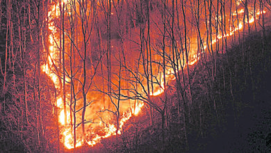 Photo of 焚1.4万公顷林木 韩山火增至15人伤亡