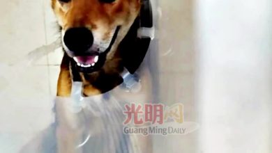 Photo of 忠犬顽抗2刀匪 成功击退贼徒 头却被砍留疤